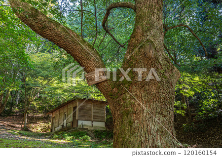 Autumn scenery of Amagase Forest Park, Uji City, Kyoto Prefecture Autumn scenery of Amagase Forest Park, Uji City, Kyoto Prefecture 120160154