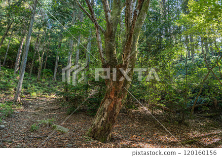 Autumn scenery of Amagase Forest Park, Uji City, Kyoto Prefecture 120160156