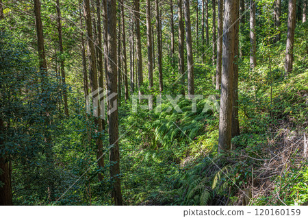 Autumn scenery of Amagase Forest Park, Uji City, Kyoto Prefecture Autumn scenery of Amagase Forest Park, Uji City, Kyoto Prefecture 120160159