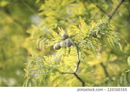 Nuts Autumn 120160168