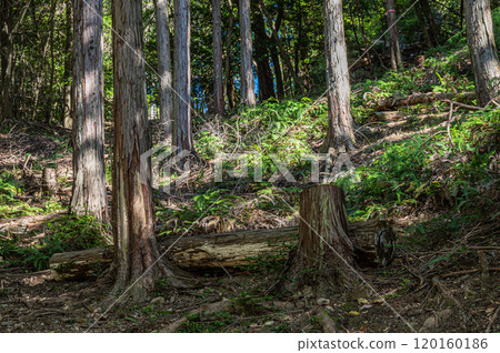 Autumn scenery of Amagase Forest Park, Uji City, Kyoto Prefecture 120160186