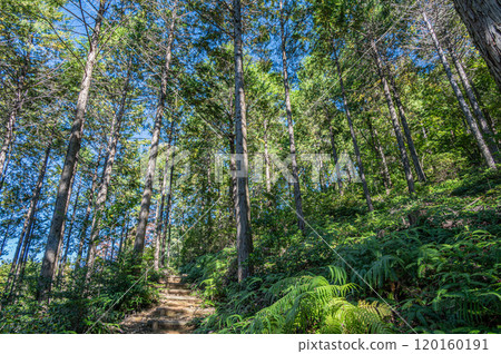 Autumn scenery of Amagase Forest Park, Uji City, Kyoto Prefecture 120160191