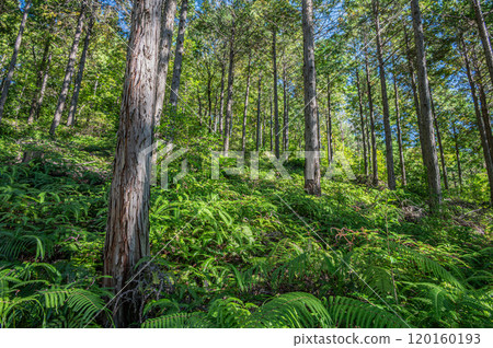 Autumn scenery of Amagase Forest Park, Uji City, Kyoto Prefecture 120160193