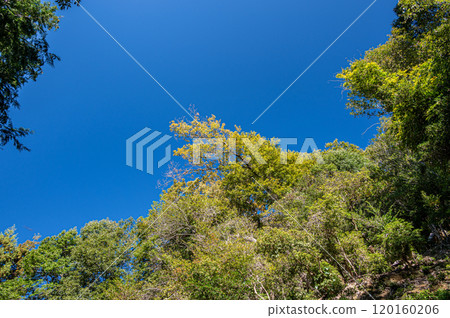 Autumn in Amagase Forest Park: Yellow leaves against a blue sky, Uji, Kyoto Prefecture 120160206