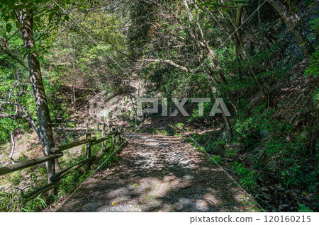 京都府宇治市天瀨森林公園的秋景 120160215