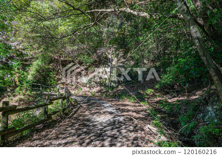 京都府宇治市天瀨森林公園的秋景 120160216