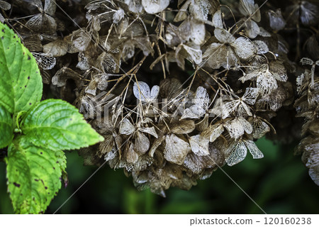 Withered hydrangea Withered hydrangea 120160238