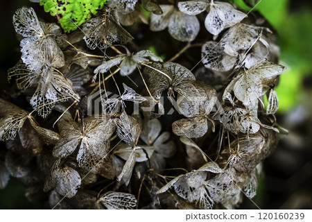 Withered hydrangea Withered hydrangea 120160239