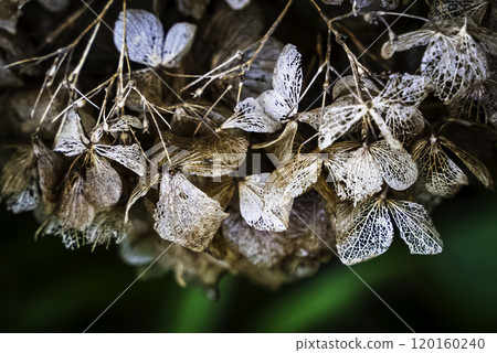 Withered hydrangea Withered hydrangea 120160240