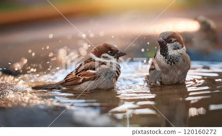 Sparrow 120160272