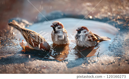 Sparrow 120160273