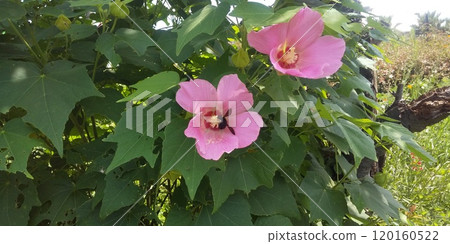 A bumblebee comes to suck nectar from the large pink flowers of the Japanese hibiscus. A bumblebee comes to suck nectar from the large pink flowers of the Japanese hibiscus. 120160522
