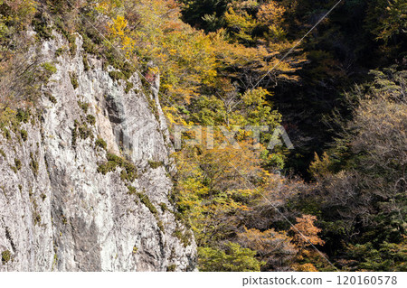 東峽谷的秋天，群馬縣東峽谷 120160578