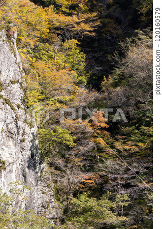 東峽谷的秋天,群馬縣東峽谷 東峽谷的秋天,群馬縣東峽谷 120160579