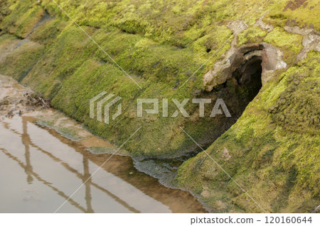 Coastal waste water drainage pipe in green mossy stone wall 120160644