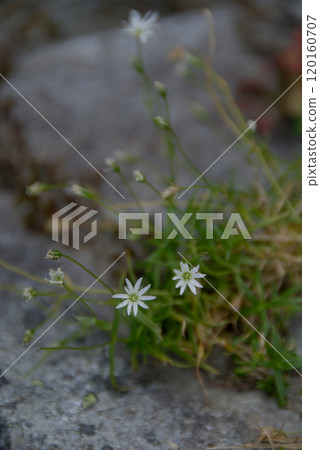 Japanese clover alpine plants Flowers of Japanese clover, an alpine plant that grows naturally on rocky areas 120160707
