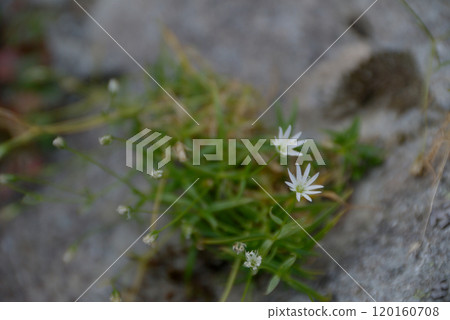 Japanese clover alpine plants Flowers of Japanese clover, an alpine plant that grows naturally on rocky areas 120160708