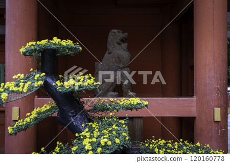 Katori Shrine Chrysanthemum Festival Katori Shrine Chrysanthemum Festival 120160778