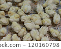Many chicks seen from above 120160798