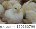 Chick front close-up 120160799