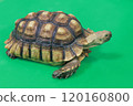 African spurred tortoise, slightly diagonally facing right, background green 120160800