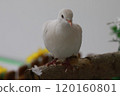 White dove perched on a tree 120160801