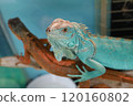 A blue iguana overlapping a red iguana 120160802