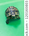 Greek tortoise, front view from above, green background 120160803
