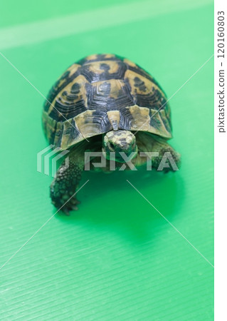 Greek tortoise, front view from above, green background Greek tortoise, front view from above, green background 120160803
