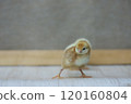 Female Boris Brown chick with a male behind her 120160804