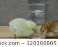 Size comparison of a male and female pair of Boris Brown chicks and a plastic bottle 120160805