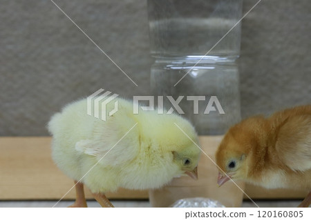 雄性和雌性鮑里斯·布朗小雞與塑膠瓶的大小比較 雄性和雌性鮑里斯·布朗小雞與塑膠瓶的大小比較 120160805