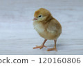 Boris Brown's chick, female 120160806