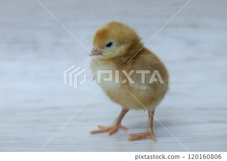 鮑里斯棕色小雞女 120160806