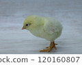 Boris Brown chick, male, sideways 120160807