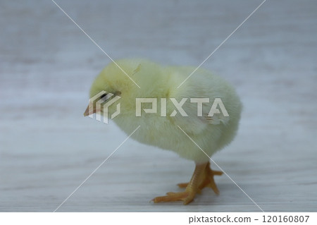 Boris Brown chick, male, sideways 120160807