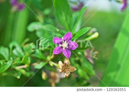Purple wolfberry flowers (autumn, October) 120161051