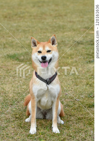 Nice smile 120161636