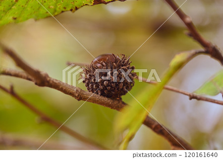 Little Autumn 120161640