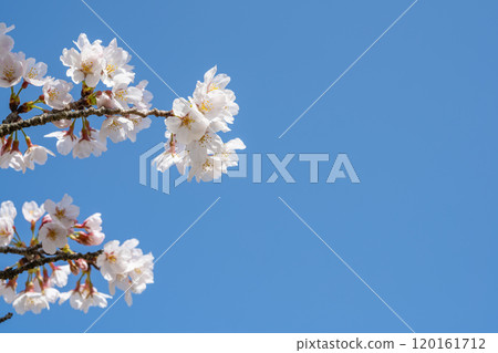Kureha Otome Shidare on a sunny day 120161712