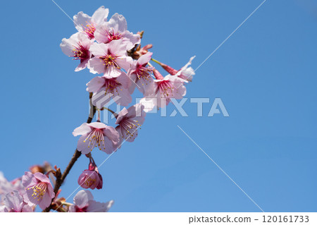 Blue sky and Koshino duck cherry Blue sky and Koshino duck cherry 120161733