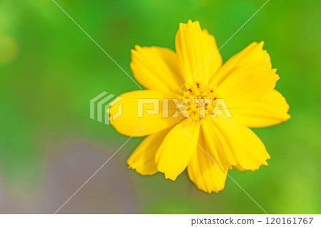 房子周圍鮮花盛開 — 各個季節 — 秋天的花園裡盛開著美麗的金色波斯菊 房子周圍鮮花盛開 — 各個季節 — 秋天的花園裡盛開著美麗的金色波斯菊 120161767
