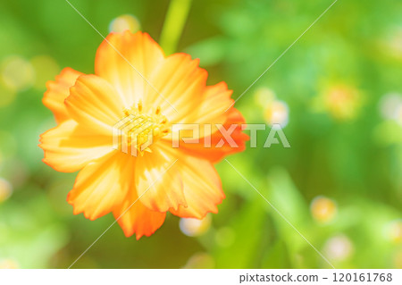 Flowers around the house, various seasonal plants, beautiful golden cosmos flowers blooming in the autumn flower garden Flowers around the house, various seasonal plants, beautiful golden cosmos flowers blooming in the autumn flower garden 120161768