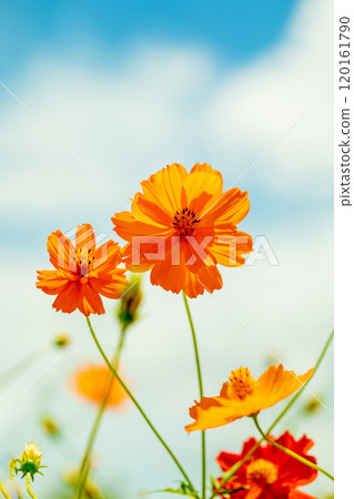 Flowers around the house, various seasonal plants, beautiful golden cosmos flowers blooming in the autumn flower garden Flowers around the house, various seasonal plants, beautiful golden cosmos flowers blooming in the autumn flower garden 120161790