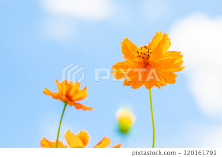 房子周圍鮮花盛開 — 各個季節 — 秋天的花園裡盛開著美麗的金色波斯菊 房子周圍鮮花盛開 — 各個季節 — 秋天的花園裡盛開著美麗的金色波斯菊 120161791