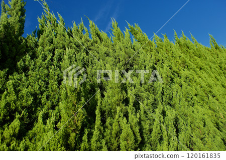 Background material with rays hitting the green of a hedge 120161835