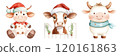 Three cute cartoon cows dressed in festive attire, including Santa hats and scarves, embodying a cheerful holiday spirit. 120161863