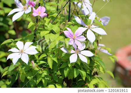 Clematis Flower Eva 120161911