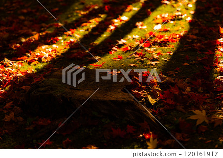 Autumn leaves on moss Autumn leaves on moss 120161917