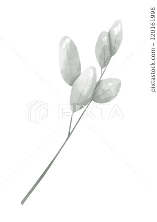 Branch Plant with Oval Leaves Dusty Green Color, Wedding Cake Topper, Watercolor Digital Illustration, Painterly Clipart for Print and Web, Poster, Poster, Invitation, Typography, Juicy and Vibrant 120161998